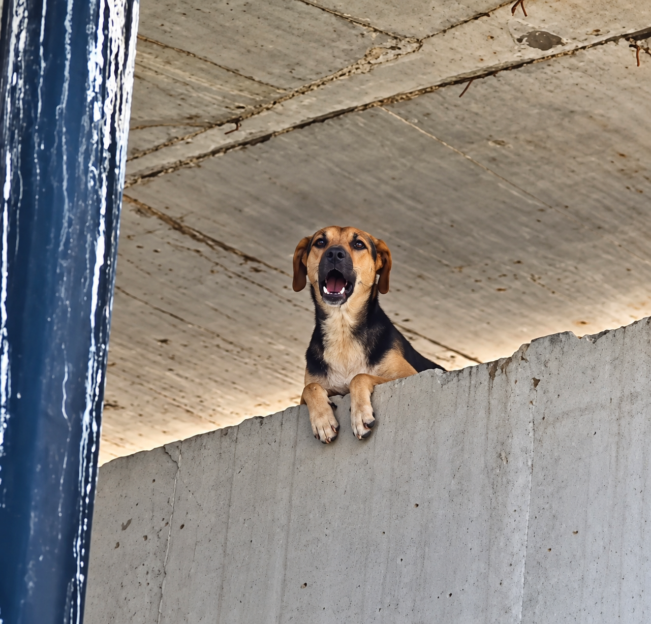 VÍDEOS: Bombeiros resgatam cachorro preso em viaduto na Avenida ACM, em Salvador